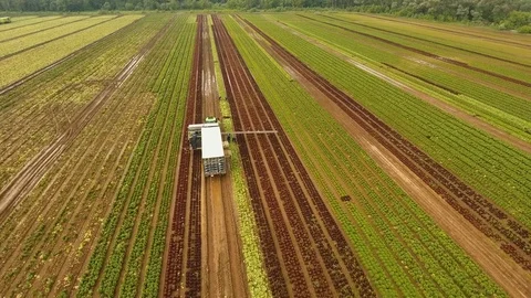Cabbage harvesting by tractor. Field with rows of salad. Stock Footage 77663019