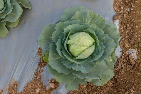 Cabbage harvesting using modern technology in the farm Stock Photos