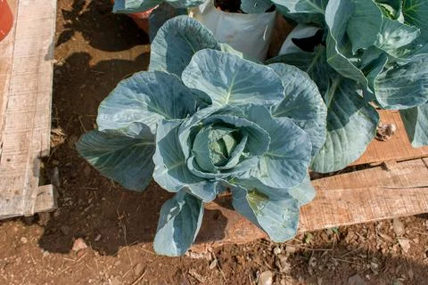 Cabbage harvesting using modern technology in the farm Stock Photos