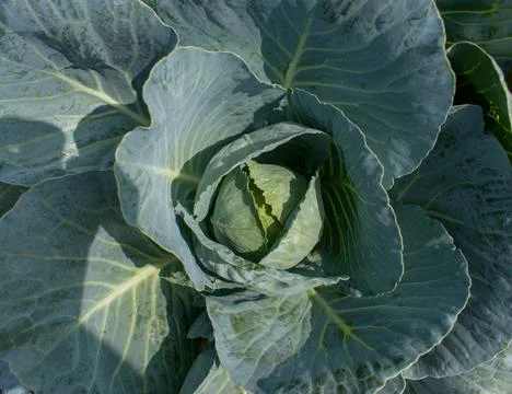 Cabbage harvesting using modern technology in the farm Stock Photos