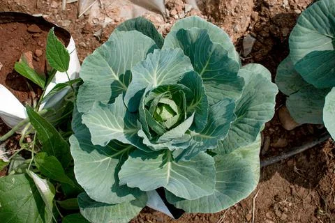 Cabbage harvesting using modern technology in the farm Stock Photos