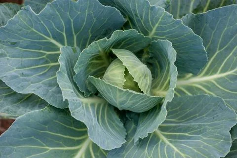 Cabbage harvesting using modern technology in the farm Stock Photos