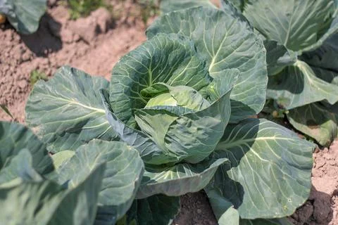 Cabbage - a head of cabbage with large green leaves in rows in the field Stock Photos