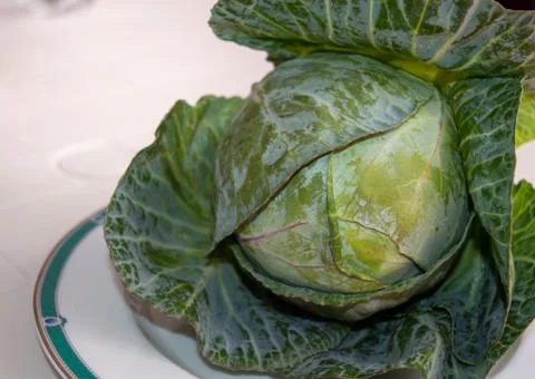 Cabbage head close-up on a white background. Stock Photos
