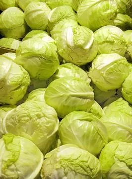 Cabbage head on the counter of the vegetable store, cleaned and ready for sal Stock Photos