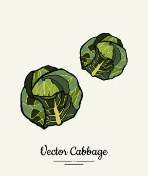 Cabbage head green hand drawn illustration. Isolated green cabbage sketch for Stock Illustration