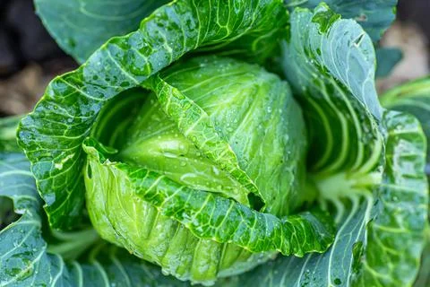 Cabbage head growing on vegetable bed in garden. fresh kitchen garden cabbage Stock Photos