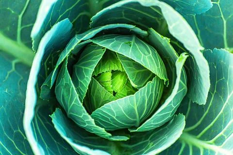 Cabbage head growing on vegetable bed in garden. Agriculture. Healthy and Stock Photos