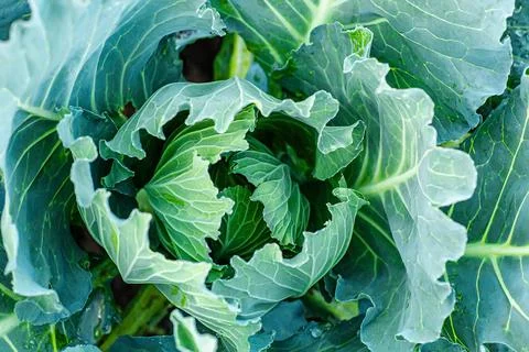 Cabbage head growing on vegetable bed in garden. Agriculture. Healthy and Stock Photos