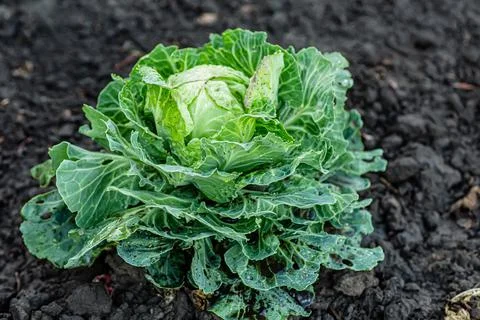 Cabbage head growing on vegetable bed in garden. Cabbage moth damage to a savoy Stock Photos