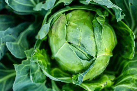 Cabbage head growing on vegetable bed in garden. Agriculture. Healthy and Stock Photos