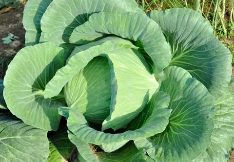Cabbage head Stock Photos