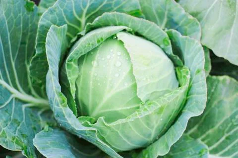 Cabbage head Stock Photos