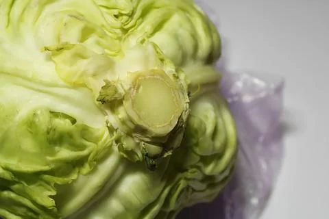 Cabbage head Stock Photos