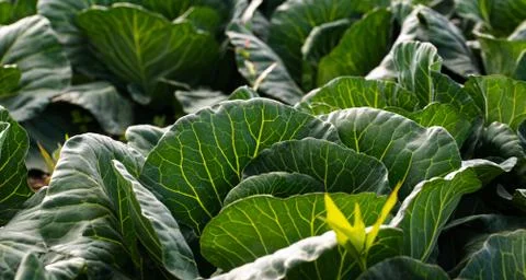 Cabbage head in row detailed closeup in a sunset light. Agriculture field in  Stock Photos