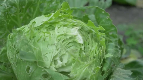 Cabbage head shows damage with many holes on green leaves caused by pest attack 動画素材 316558107