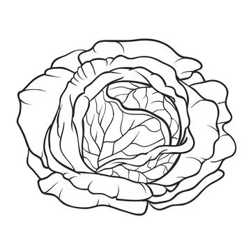 Cabbage head sketch, coloring book, isolated object on white background, cart Stock Illustration