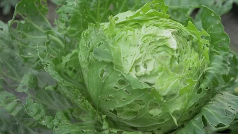 Cabbage head with torn leaves with visible pest bite marks Vidéo 344170180