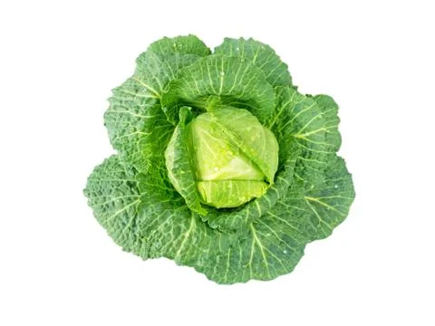 Cabbage head with water drops Stock Photos