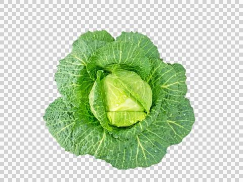 Cabbage head with water drops transparent png Stock Photos
