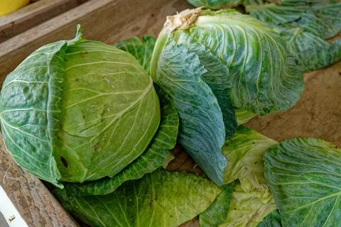 Cabbage heads closeup Stock Photos