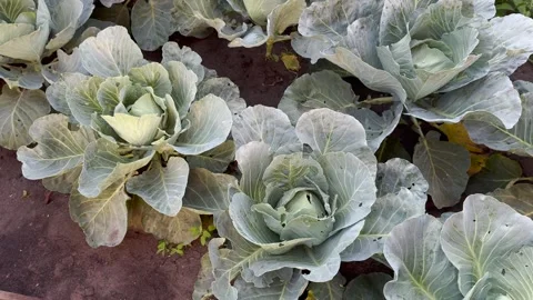 Cabbage heads growing in a garden bed. Stock Footage 280498559