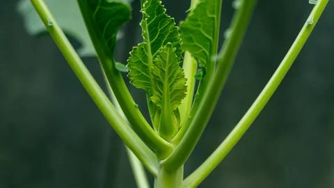 Cabbage is highly nutritious vegetable. help with heart Stock Photos