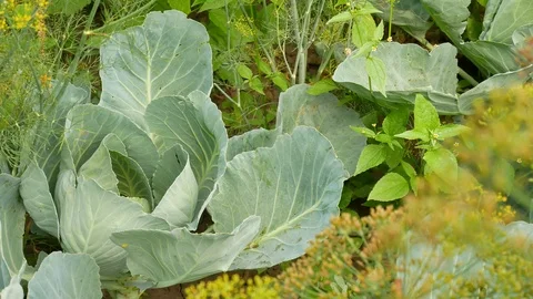 Cabbage at home garden Stock Footage 92587771