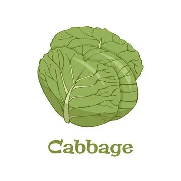 Cabbage icon in flat style. Isolated object. Cabbage logo. Vegetable from the Stock Illustration
