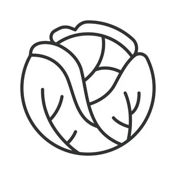 Cabbage icon in line design. cabbage vegetable food fresh organic healthy Stock Illustration