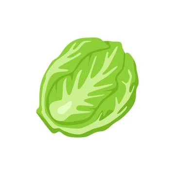 Cabbage icon. Vector illustration of cabbage isolated on white background Stock Illustration