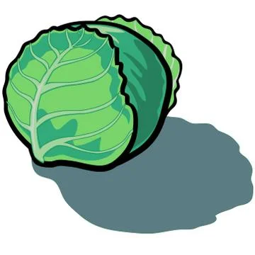 Cabbage Illustrazione stock