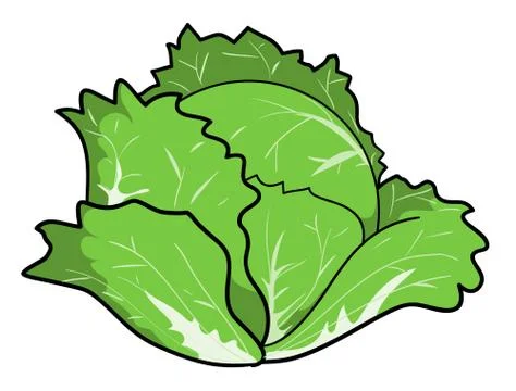 Cabbage Stock Illustration