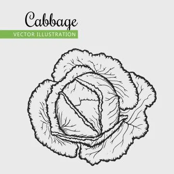 Cabbage Stock Illustration