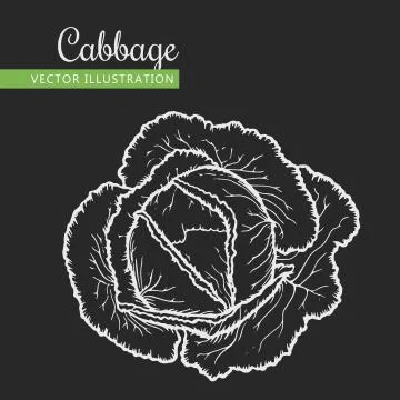 Cabbage Stock-Illustration