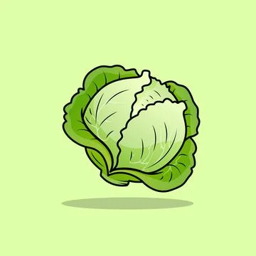 Cabbage Stock Illustration