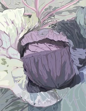 Cabbage Stock Illustration