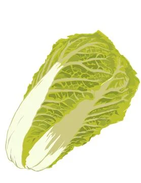 Cabbage Stock Illustration