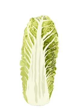 Cabbage Stock Illustration