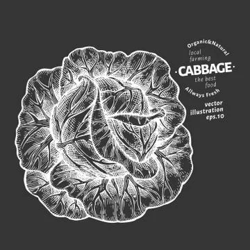 Cabbage illustration. Hand drawn vector vegetable illustration on chalk board Stock Illustration