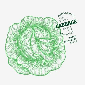 Cabbage illustration. Hand drawn vector vegetable illustration. Engraved styl Stock Illustration