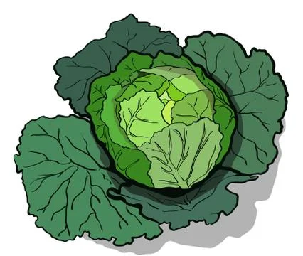 Cabbage  illustration. Ilustración de archivo