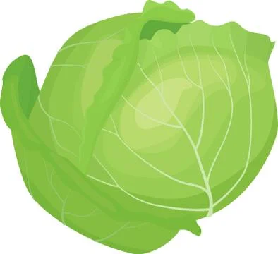 Cabbage illustration vector Illustrazione stock