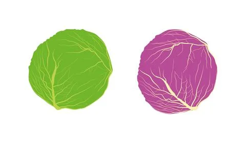 Cabbage illustration Vector red and green  cabbage isolated on background Ilustración de archivo