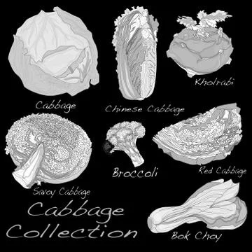 Cabbage Image set Stock Illustration