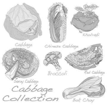 Cabbage Image set Ilustración de archivo