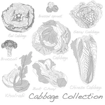 Cabbage Image set Ilustración de archivo
