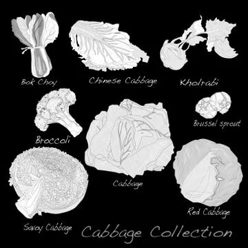 Cabbage Image set Ilustración de archivo