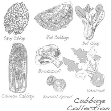 Cabbage Image set Stock Illustration