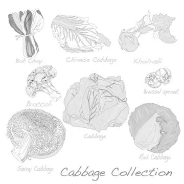 Cabbage Image set Ilustración de archivo